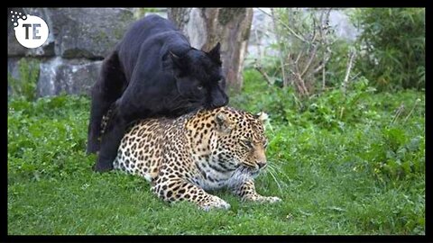 What Happens When Male Jaguar Mate with Female Lion