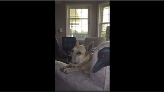 Guilty dog willfully ignores owner's admonishment