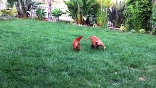 Dog Chases Chicken Around The Yard