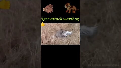 Tiger attack warthog 🐗#shorts #youtubeshorts