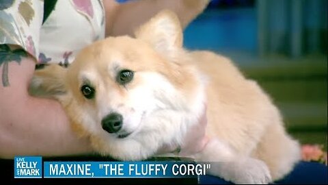 Kelly and Mark Meet Maxine the Fluffy Corgi and Her Owner Bryan Reisberg