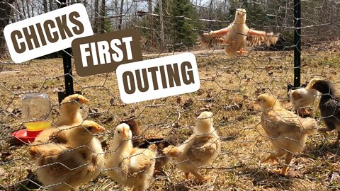 Chicks First Outing | 4 Week Old Chicks Experiencing Flying, Jumping And Their First Blades Of Grass