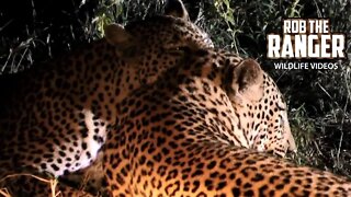 Leopards Grooming And Eating | Archive Footage