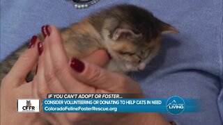 Volunteer or Adopt! // Colorado Feline Foster Rescue