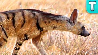 Aardwolf | World's Weirdest Animals