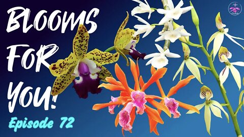 Orchid Updates | Orchid Bloom Dedications | Orchid Blooms for YOU! Episode 72 🌸🌺🌼#OrchidsinBloom