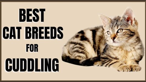 Top Best Cat Breeds for Cuddling 😽❤️