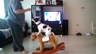 Dog balances on a rocking horse