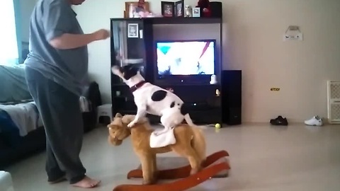 Dog balances on a rocking horse