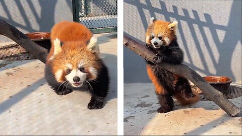 Adorable Baby Red Panda Trying To Climb a Branch