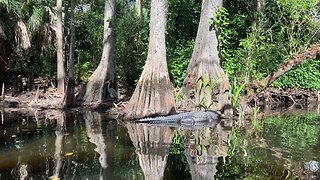 Big blue heron on the river