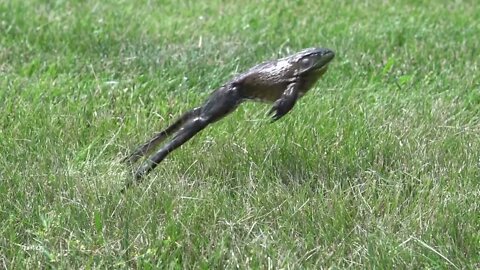 Frog jumps in grass close up