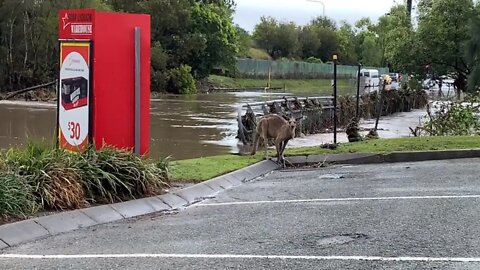 Kangaroo Escapes Flash Flood | Queensland Flood 🇭🇲