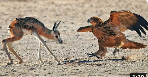 Abandoned Baby Buck gets Attacked by Eagles,VIRAL,TRENDING,