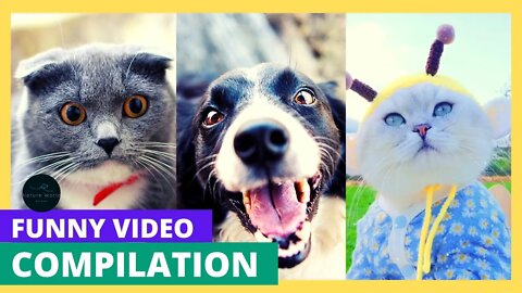 😍😺Funniest Dogs And Cats Videos - Best Funny Animal Videos 2022 😄