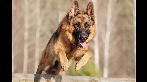 German shepherd amazing agility