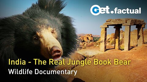 Jungle Book Bear | Wildlife Documentary