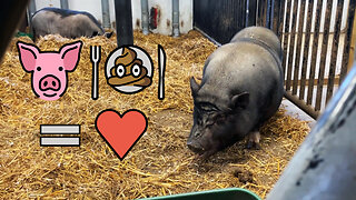 Pig Eating Pig Poo - And Loving It!