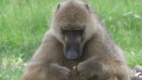 Close up from a Baboon eating seeds