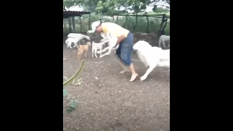 Goat Goes Bonk: Headbutt to Owner's Back - Hilarious Moments 😂🐐