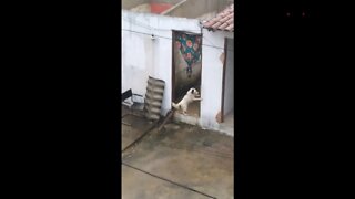 Resgatando cachorro preso na chuva!