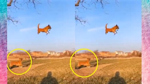 Dogs That Fly - Malinois & Alsatian Dogs Show Their Jumping Agility