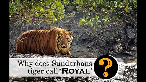 The king of the Sundarbans is the Royal Bengal Tiger