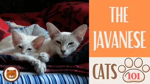 🐱 Cats 101 🐱 JAVANESE CAT - Top Cat Facts about the JAVANESE