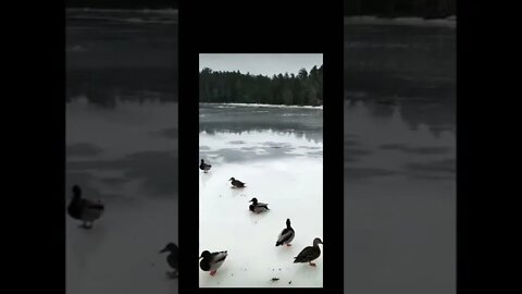 Duck skating 🤣🤣