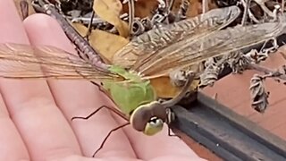 Large Green Dragon Fly