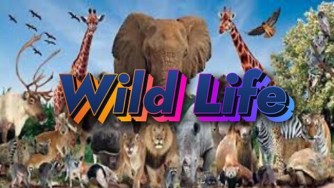 Ultimate Wild Animal collection | Wild life