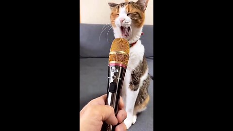 meow 😼 #cat #kitty #catlover #catvideos #cute #angry #shortvideo#shorts#trending#ytshorts