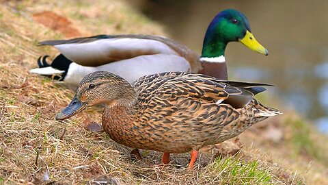 Mallard Duck Couple Foraging on the Embankment by the Waterfall