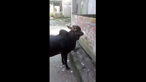 Cow for eid