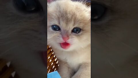 Baby Cat - Cute and Funny Cat Videos