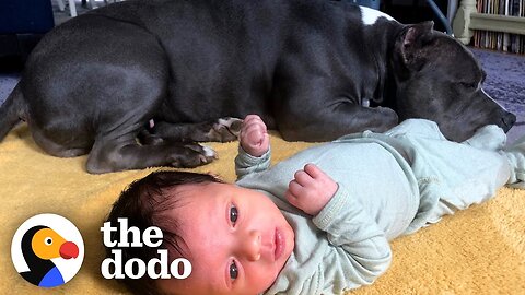 Rescue Pittie Never Leaves Her Little Brother's Side |