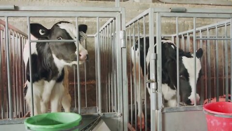 Young newborn calves in cages in a dairy farm7