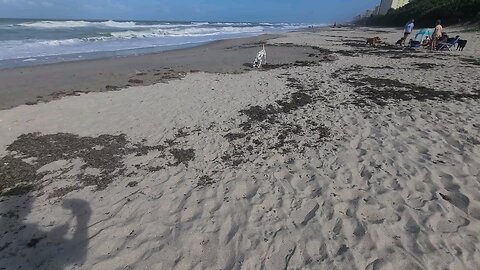 Luna Enjoying Canova State Beach Park in Florida