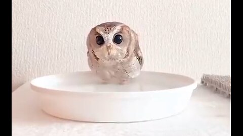 Owls love a good bath