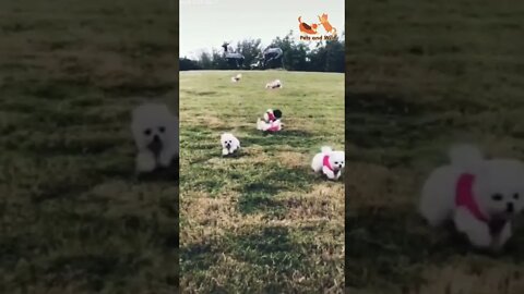 puppies playing - Cute and Funny puppies Reaction Videos Compilation #114 | Pets and Wild #puppies