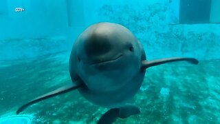 World's first artificially-bred finless porpoise celebrates 18th birthday