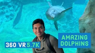 Friendly Dolphins doing Tricks || Georgia Aquarium Gallery || Episode - 5 || 360 VR Video