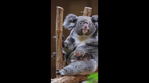 Have you ever seen a baby koala getting out of the pouch? It is soo lovely