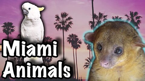 🦜 Miami Local Spots By Brothers | Family Farm and Exotic Animals