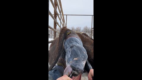 Helping a heifer have her baby