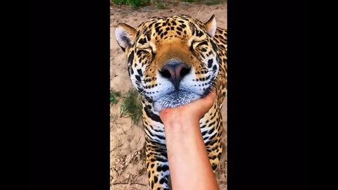 Big Cats Need Lovin' Too!