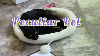 Peculiar Pet For Cats Unboxing June 2022 😺