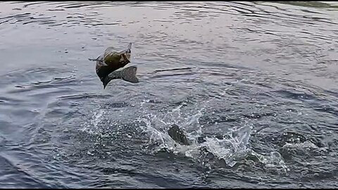 Smallmouth bass fishing