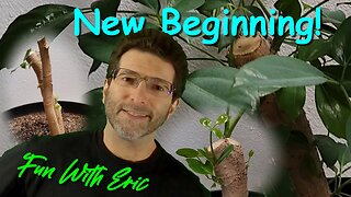 Very Old Money Tree Gets New Beginning!