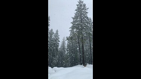 Sierra Snow Day 2